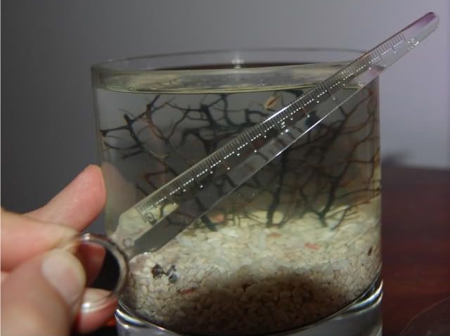 largest sea monkey