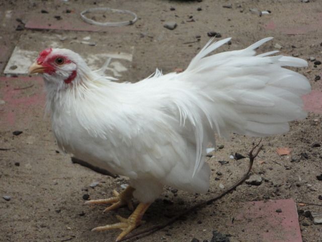 [REVIEW] Lớp Phổ Cập Bơi Của A Hải ( Kathy Optic ) - 1