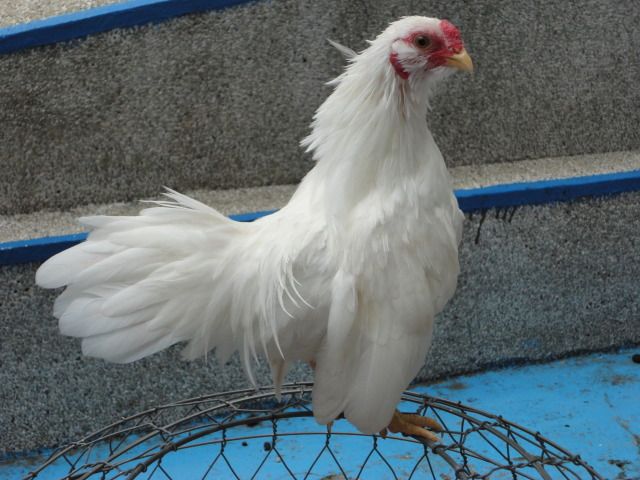 [REVIEW] Lớp Phổ Cập Bơi Của A Hải ( Kathy Optic ) - 2