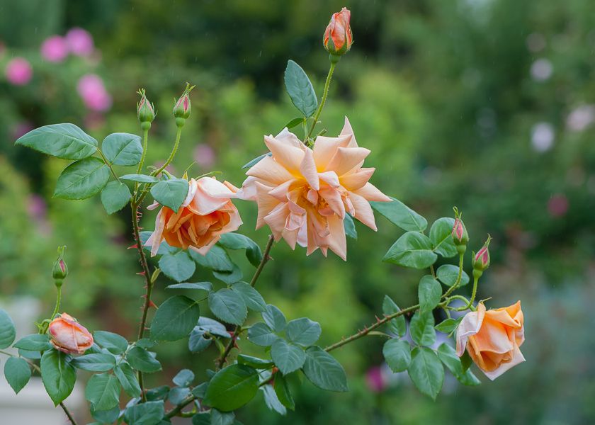  photo ant-10_zps592c837b.jpg