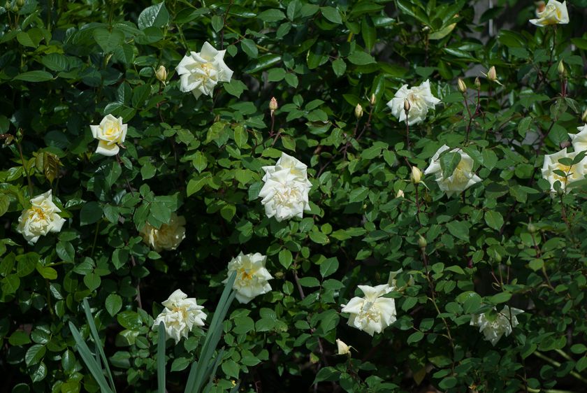  photo ant-11_zpsc580af93.jpg