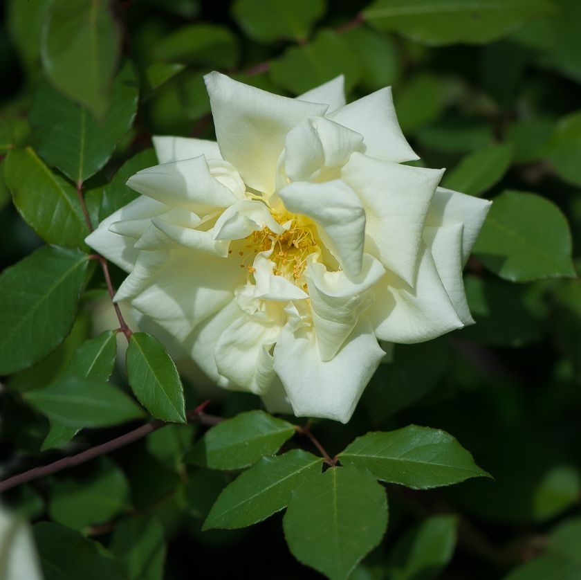  photo ant-12_zps97a595c9.jpg