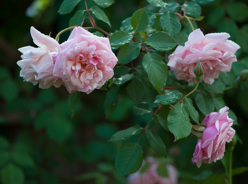  photo ant-14_zps420913ad.jpg