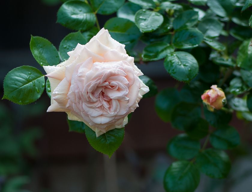  photo ant-2_zpsddfb2050.jpg