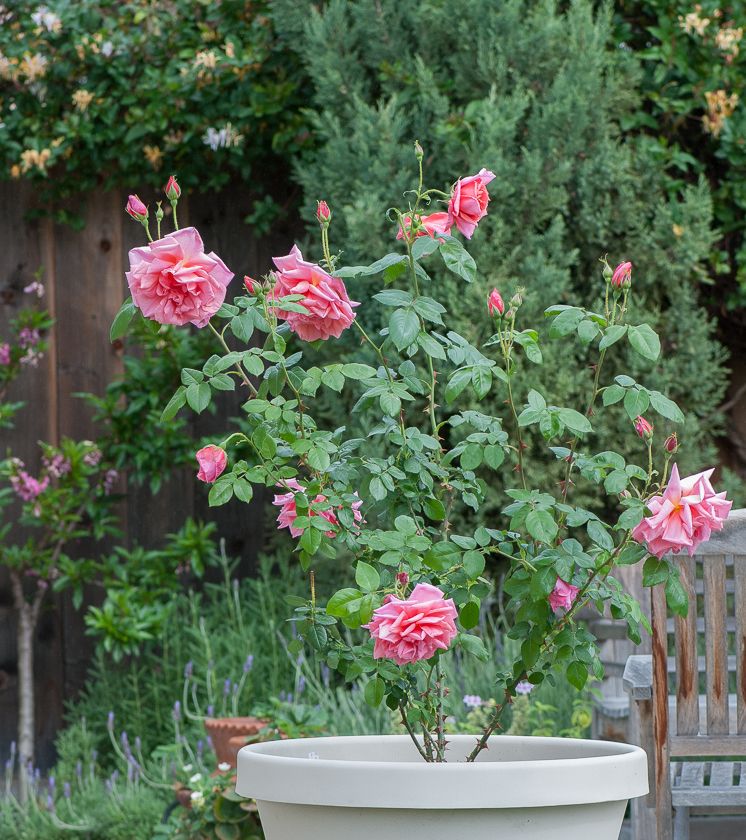  photo ant-3-2_zps1544e048.jpg