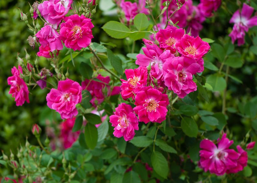  photo ant-4-2_zps389e832f.jpg