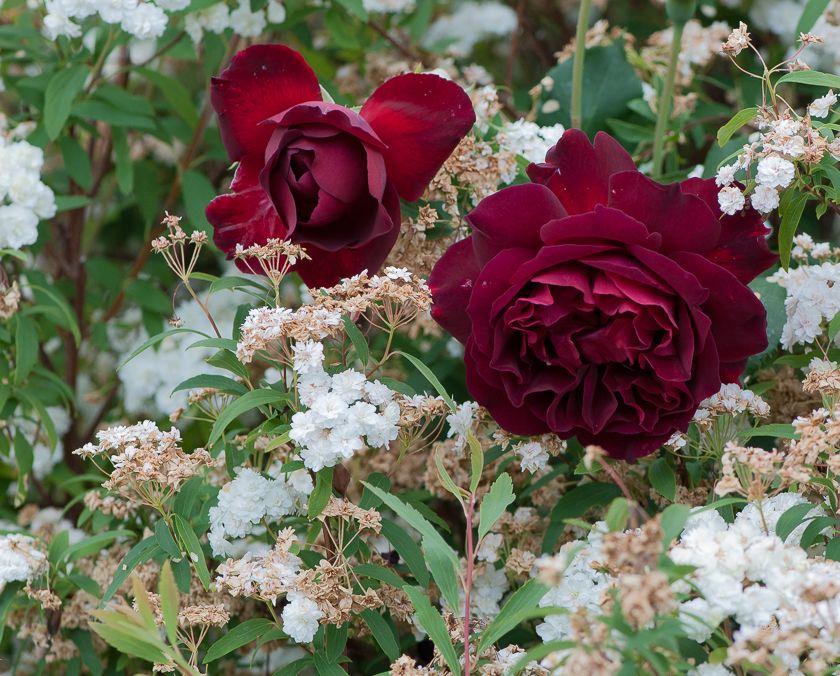  photo ant-5_zpsfea03f1d.jpg