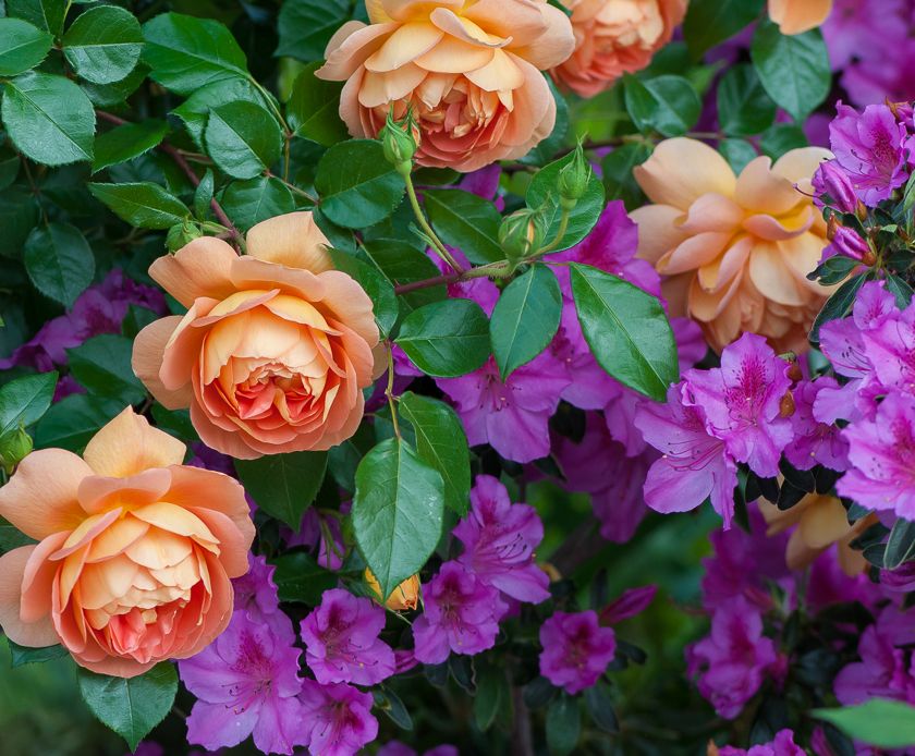  photo ant-6_zps3d437d79.jpg