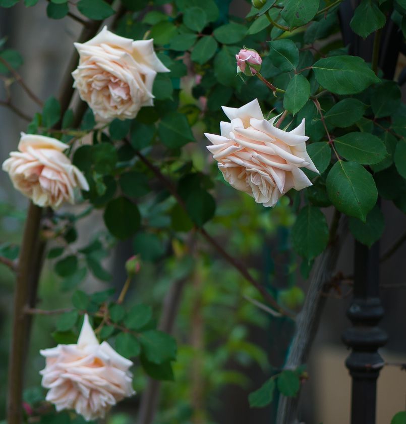  photo ant-9_zps01efb3b6.jpg