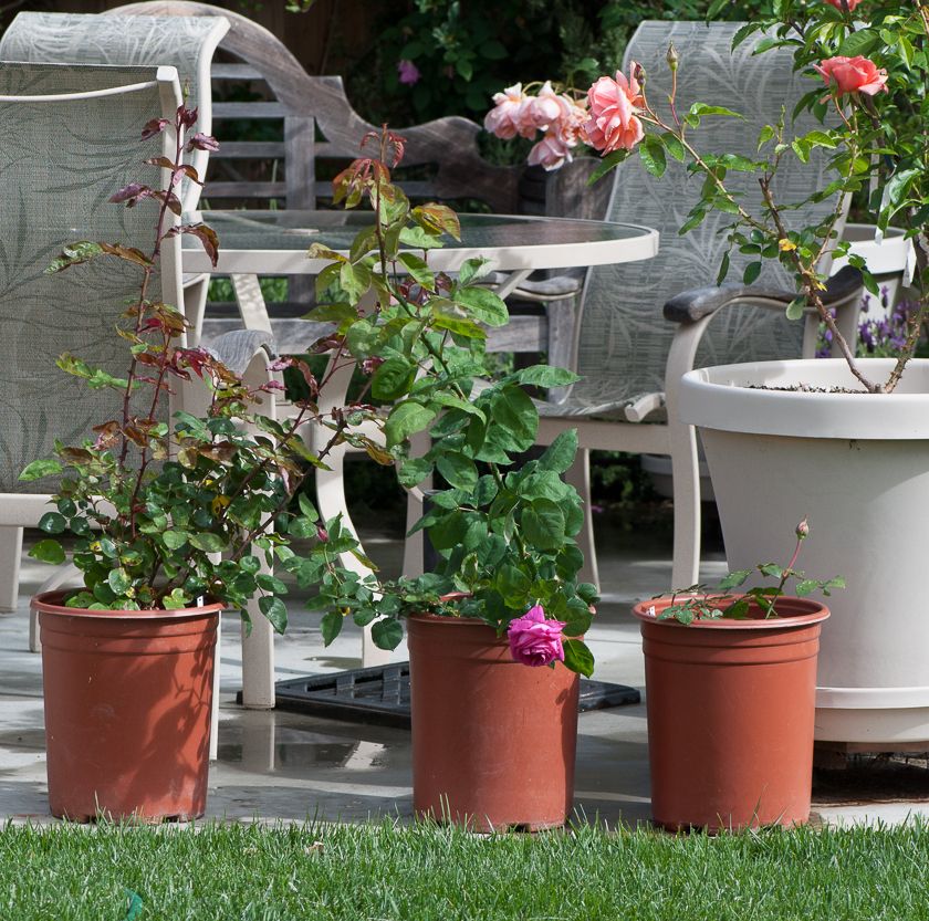  photo ant_zpscfe723d7.jpg