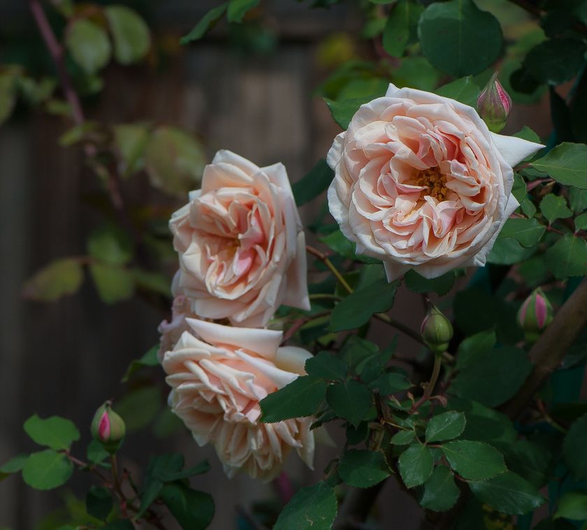  photo herriot2-10_zps2bbf2b12.jpg