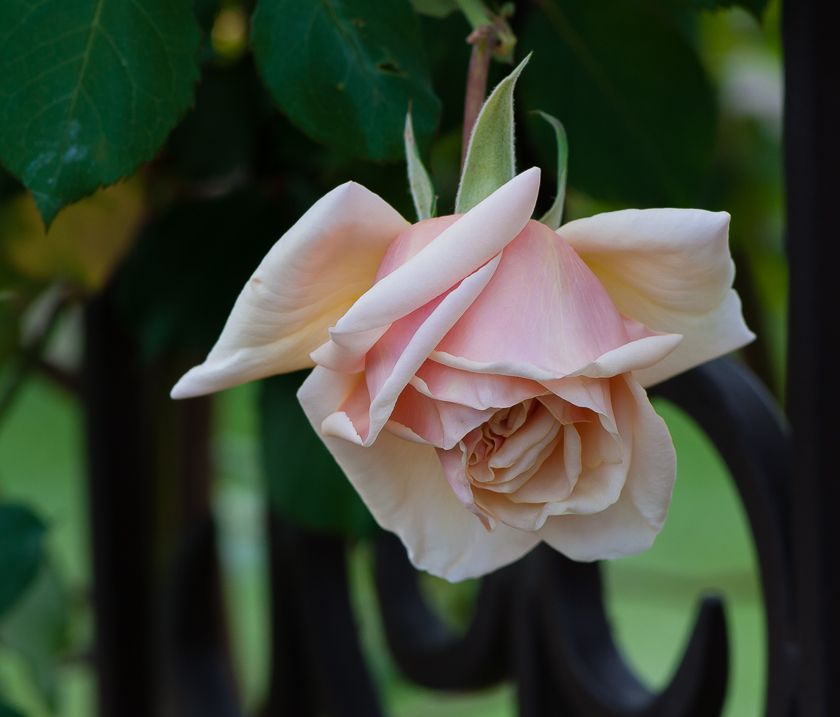  photo herriot2-11_zpse3fcd710.jpg