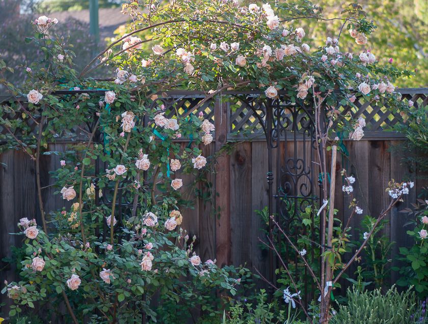  photo herriot2-2_zpse0885714.jpg