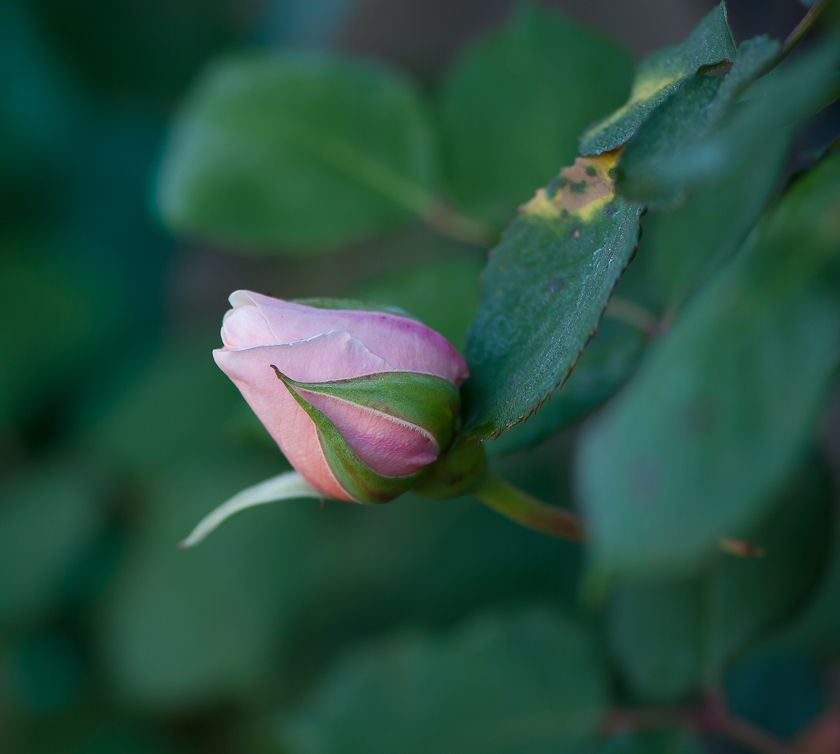  photo herriot2-4_zpsd890271b.jpg