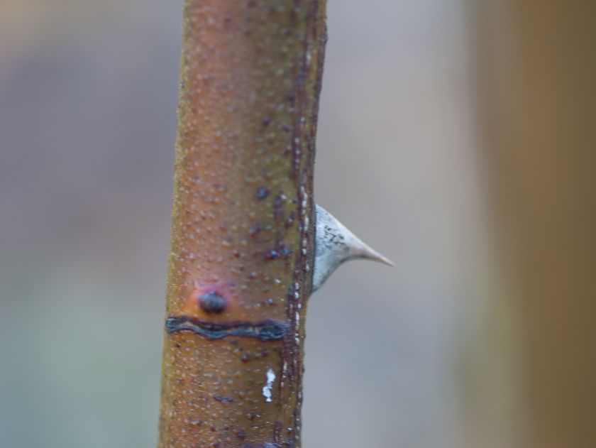  photo herriot2-5_zps9b537600.jpg