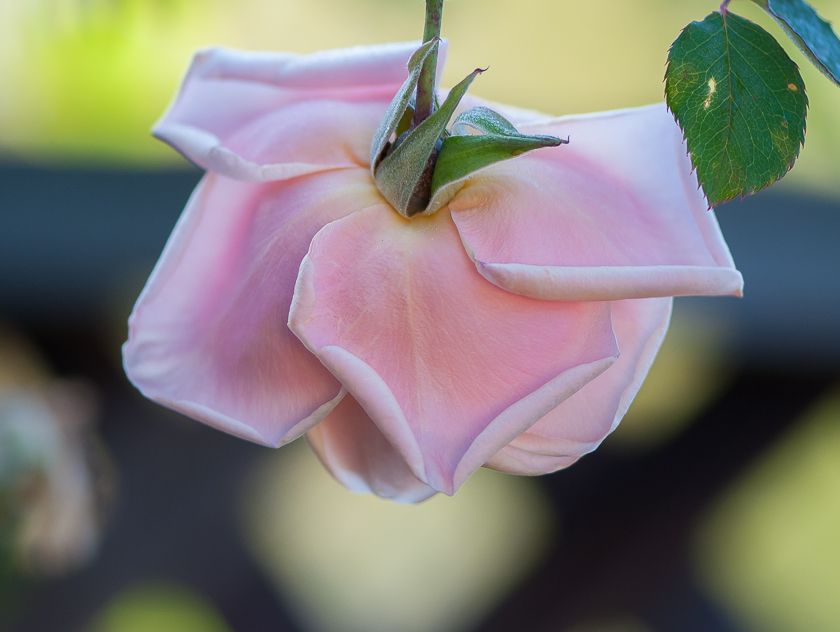  photo herriot2-6_zpsf6a76a38.jpg