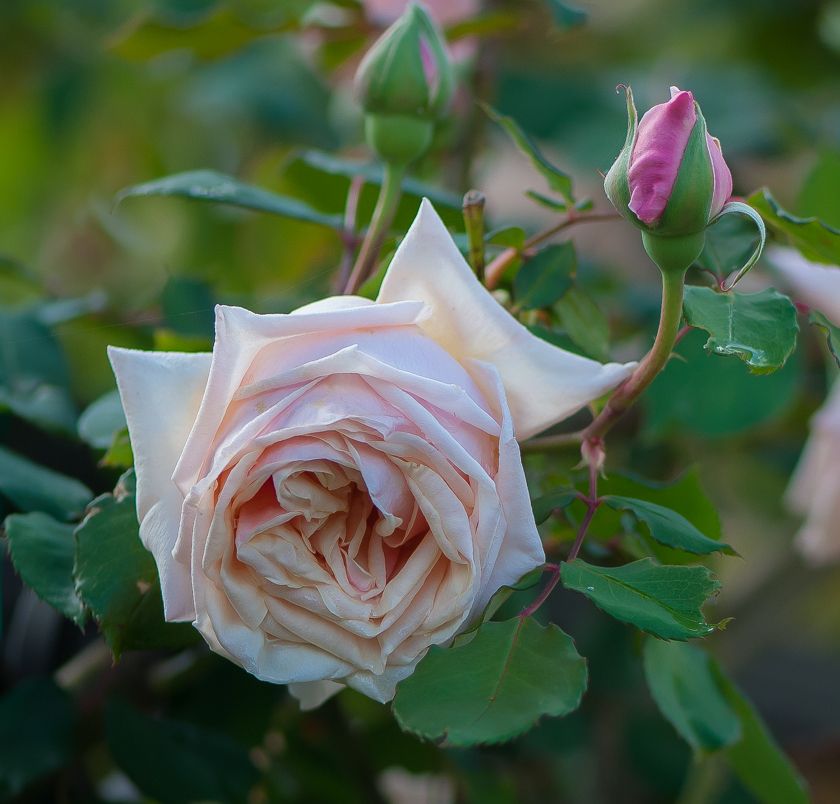  photo herriot2-7_zps343dd268.jpg