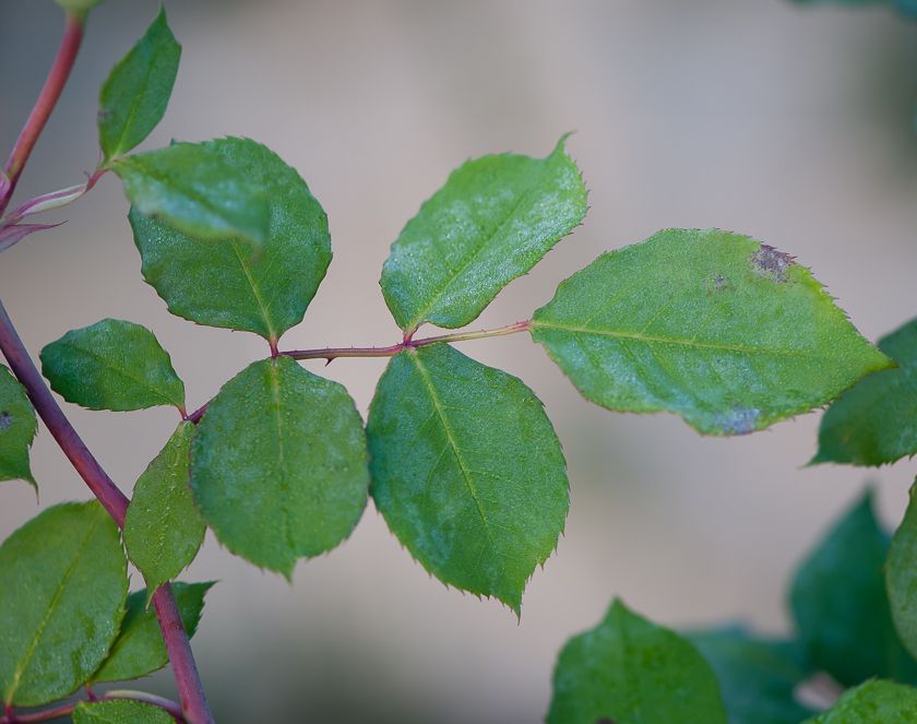  photo herriot2_zpsce48b9ff.jpg