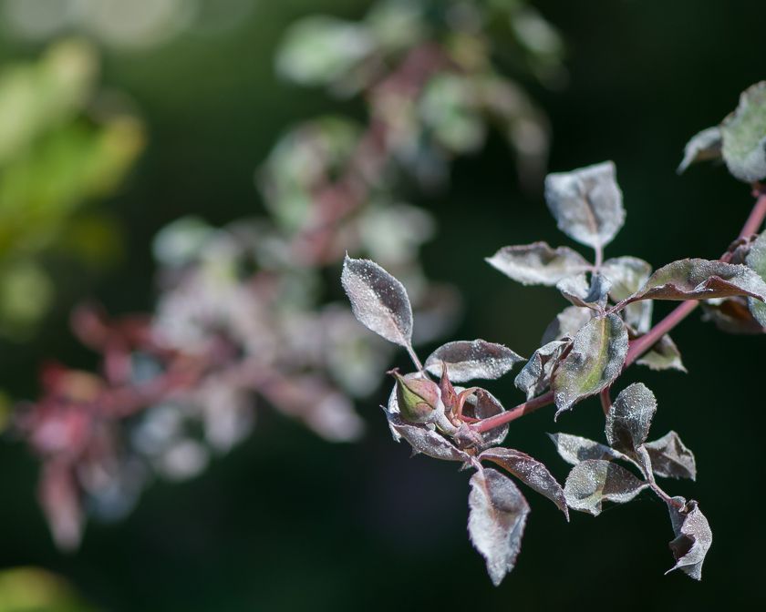  photo rose-0054_zpsfe19e037.jpg