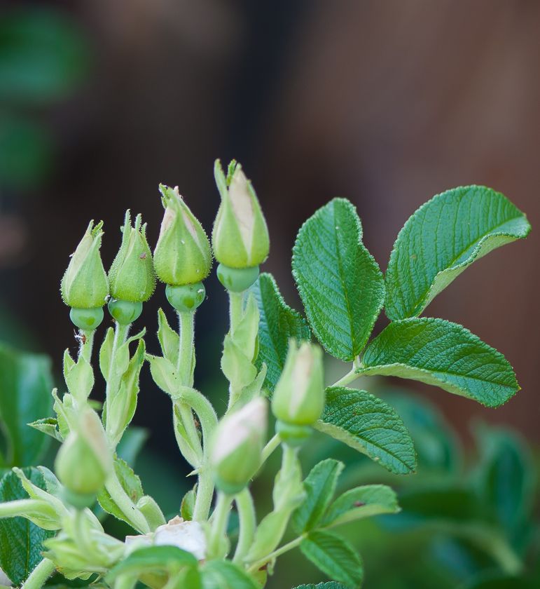  photo buds-2_zps83a92d2a.jpg