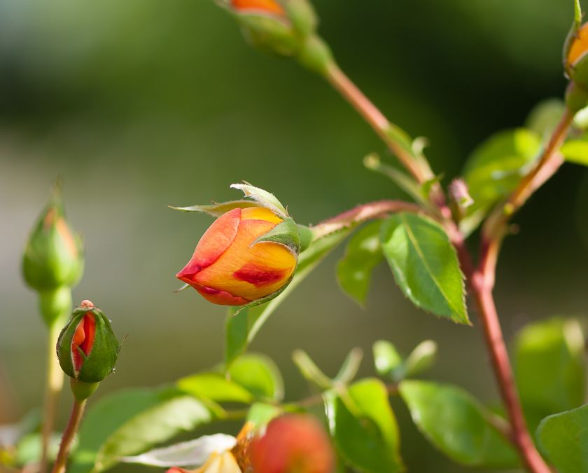  photo buds-3_zps4bbb2abf.jpg