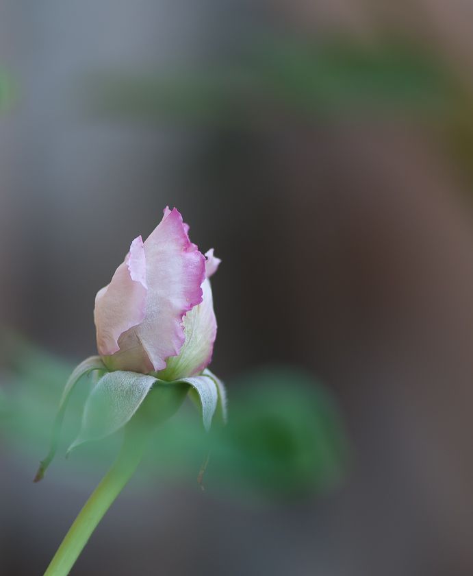  photo buds-4_zpsbf6d4eca.jpg