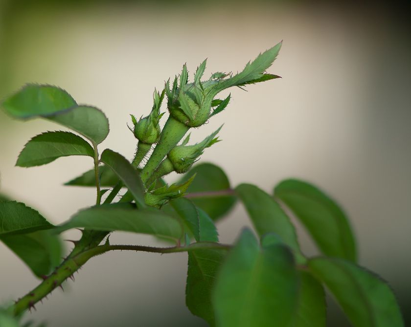  photo buds-6_zpsee78ed25.jpg