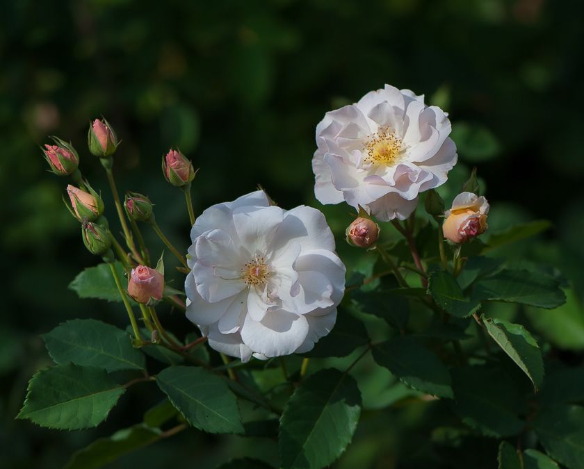  photo buds-9_zpsd6b57b72.jpg