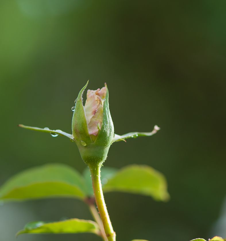  photo buds_zpsde523848.jpg