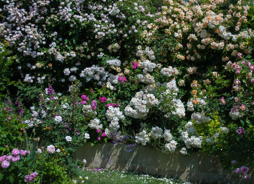  photo roses-53_zpsfe1f8c87.jpg