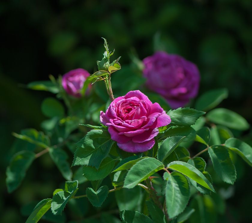  photo vanya-27_zpsca2eb358.jpg