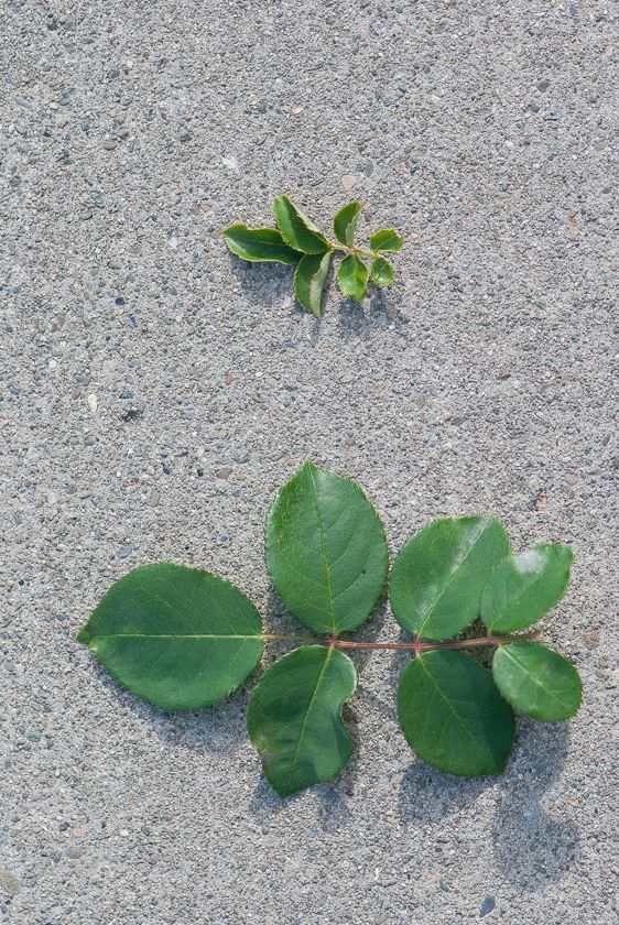  photo leaf_zpsd5523474.jpg