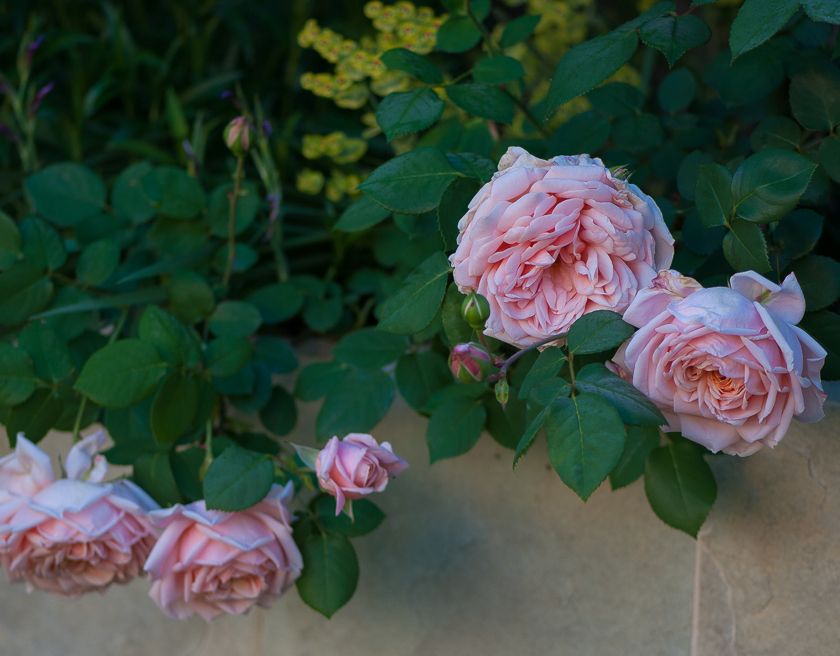  photo roses-59_zpsc8a41a0c.jpg