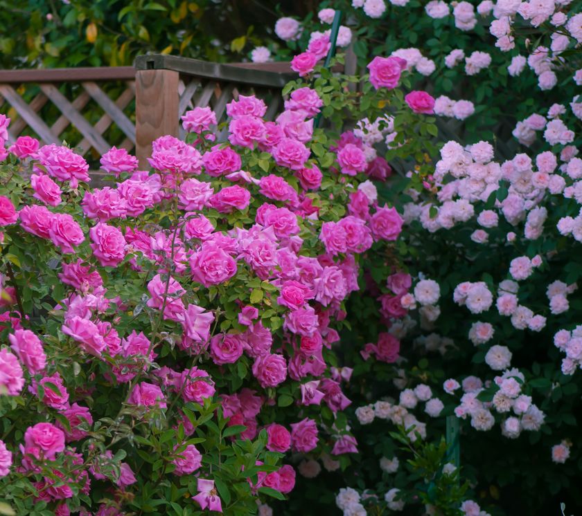  photo zep-0097_zps94432644.jpg