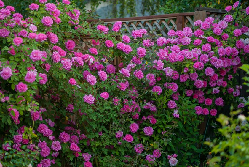  photo zep-0104-3_zpsc680cd6c.jpg