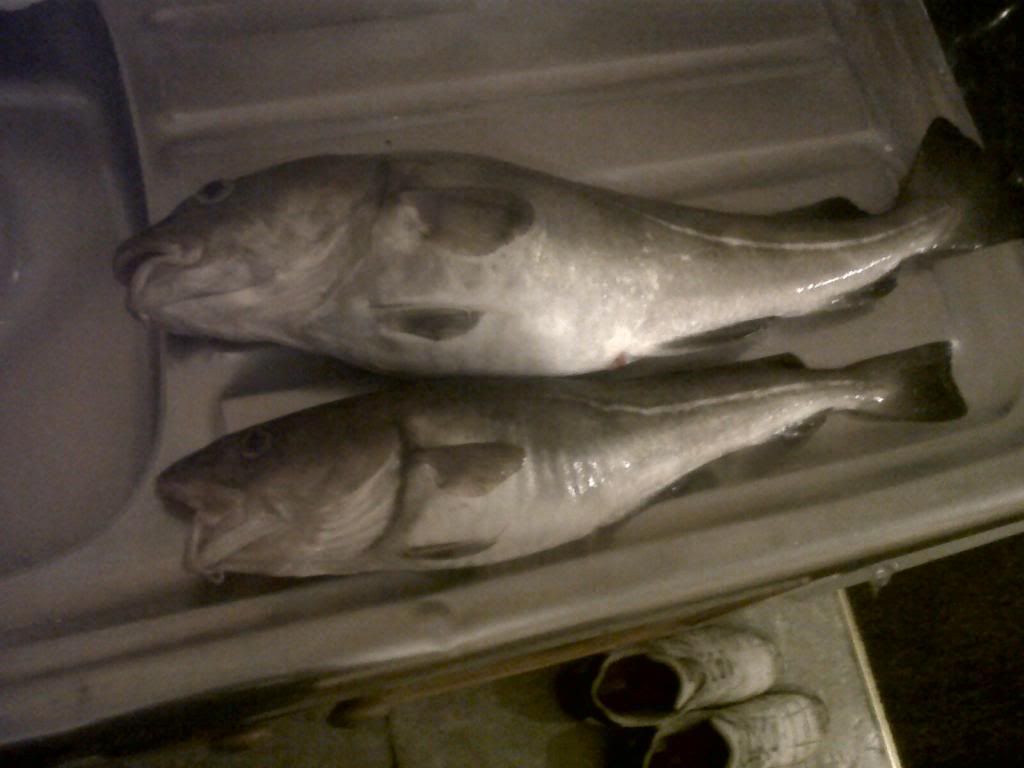 Coupleofcodfromupnorthlastnight_zps00d828cd.jpg