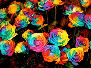 rainbow-roses-by-Madrigal-Photograp.jpg