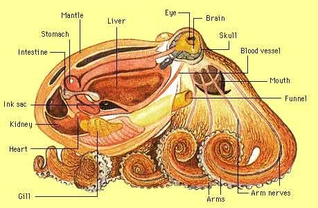 Octopus Anatomy