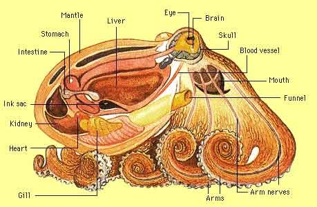 octopus anatomy