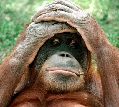 manos-a-la-cabeza-orangutan-triste.jpg