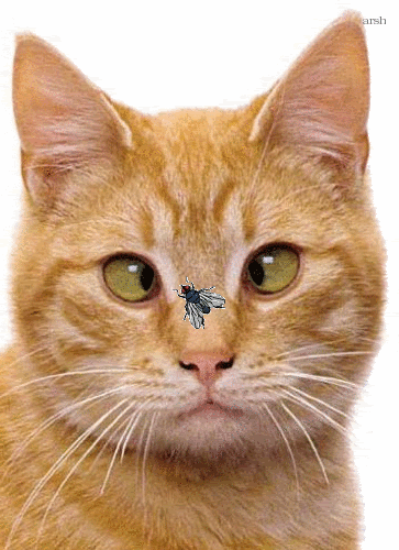cat and fly photo: cat and fly cat.gif