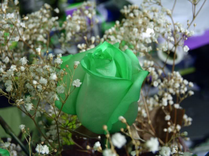 lime green roses Pictures, Images and Photos