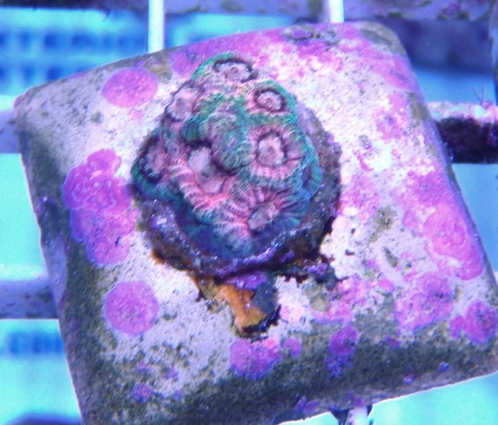 Tyree_Pastel_War_Coral.jpg