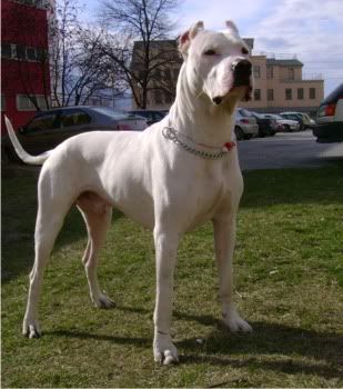 [Image: DogoArgentino.jpg]