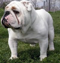 [Image: Englishbulldog.jpg]