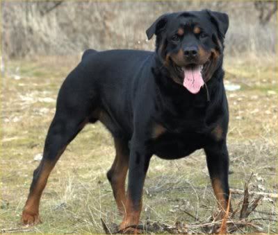 [Image: Rottie.jpg]