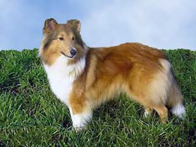 [Image: Shetland-Sheepdog---Sheltie.jpg]