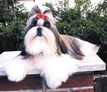 [Image: Shih-Tzu-1.jpg]