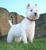 [Image: WestieMadison.jpg]