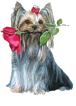 [Image: blinking_yorkie.gif]
